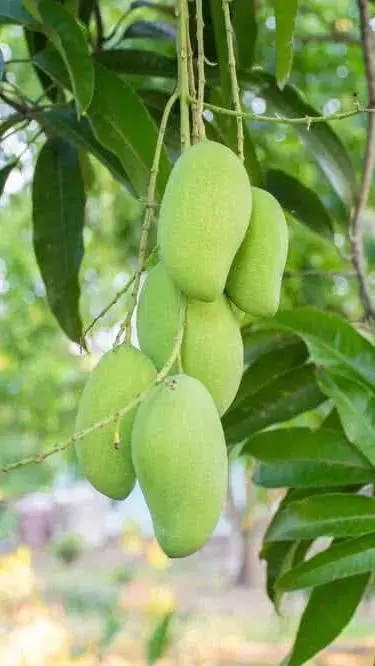 Top five health benefits of mango