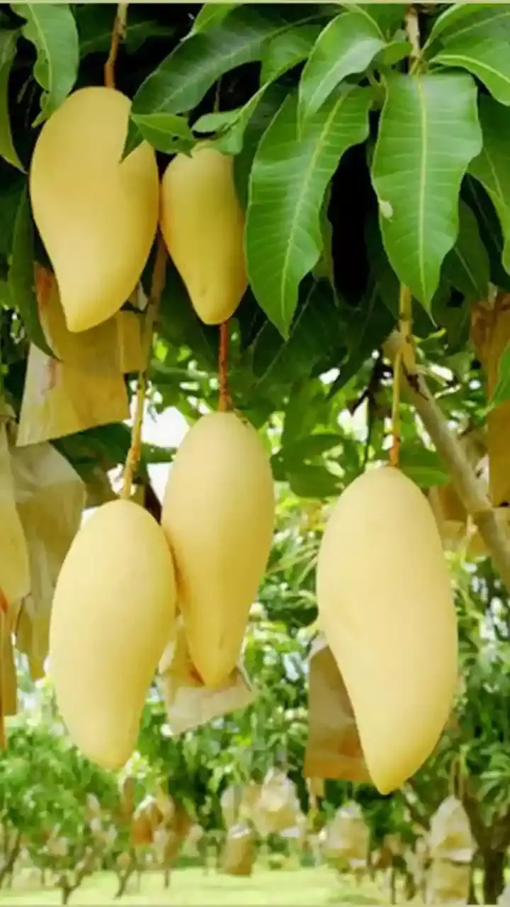Top five health benefits of mango