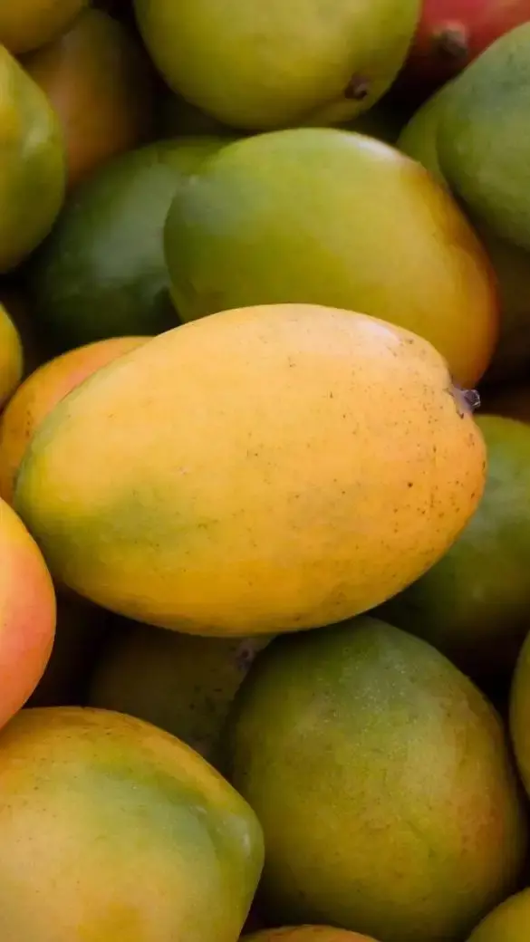 Top five health benefits of mango