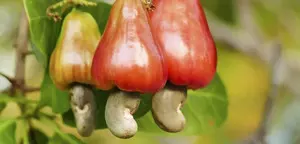 Goa keen to have GI tag for cashew fruit, nut, ‘Urrak’ Goa keen to have GI tag for cashew fruit, nut, ‘Urrak’