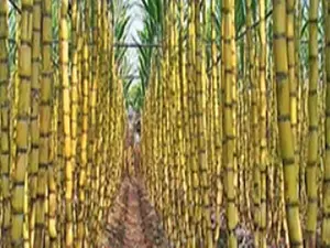 Dharani Sugars out of Insolvency Process, to restart plants in 3 months