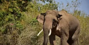 Wild elephant tramples woman to death in TN