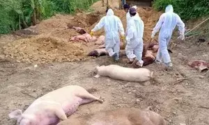 African Swine Fever hits 3 Mizoram districts, kills hundreds of pigs