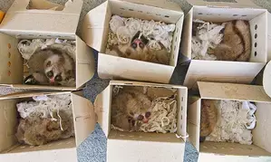 4,000 animal and plant species affected by smuggling worldwide