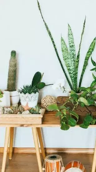Five best indoor plants for the bedroom  in India