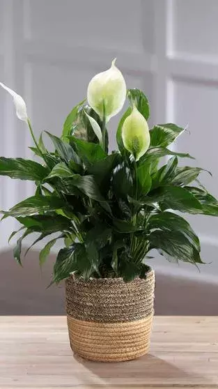 Five best indoor plants for the bedroom  in India