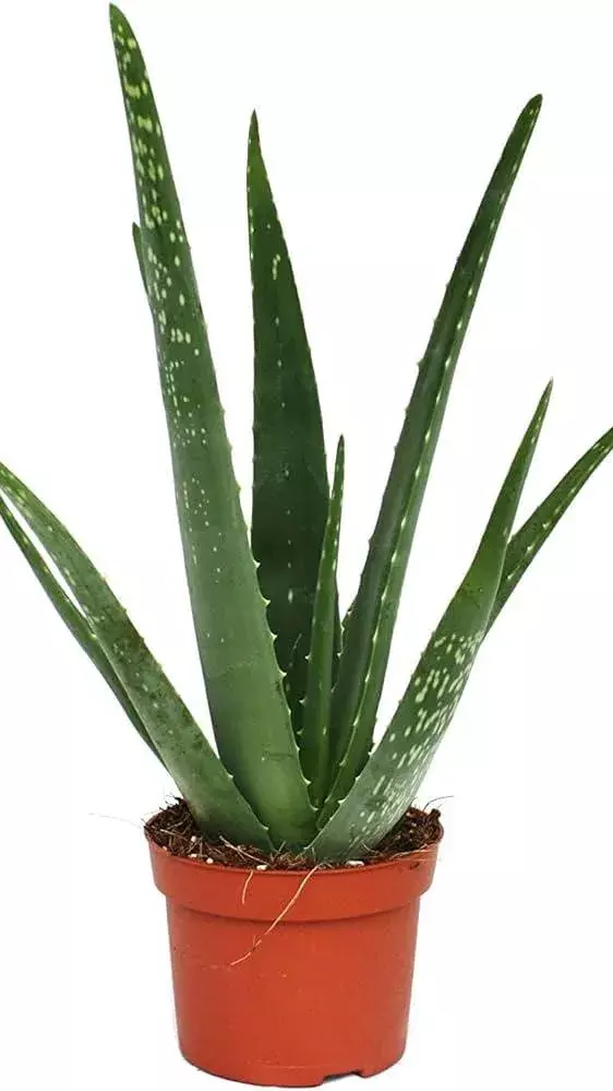 Five best indoor plants for the bedroom  in India