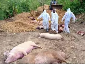 African Swine Fever hits 3 Mizoram districts, kills hundreds of pigs