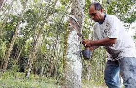 Malaysias natural rubber production falls 9.2 pct in March