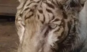 Hyderabad Zoo loses white Bengal tiger Abhimanyu