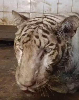 Hyderabad Zoo loses white Bengal tiger Abhimanyu