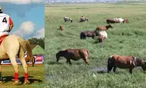 Manipur govt allots 30-acre grassland to conserve endangered polo ponies