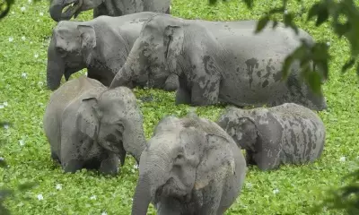 Three-day synchronised elephant census of South Indian states from May 23