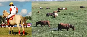 Manipur govt allots 30-acre grassland to conserve endangered polo ponies