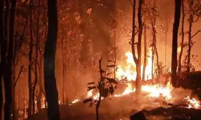 TN reported 217 forest fires since Feb 1; Kodaikanal, Vellore top chart