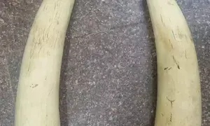 TN Forest Dept, Police probe source of seized elephant tusks worth Rs 60 lakh