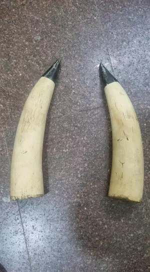 TN Forest Dept, Police probe source of seized elephant tusks worth Rs 60 lakh