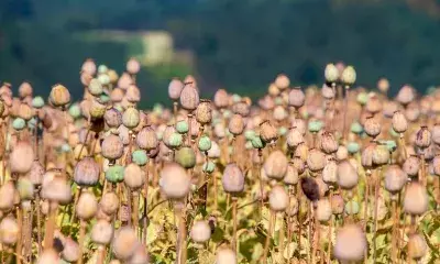 Opium seeds worth Rs 5 crore seized in Rajasthan