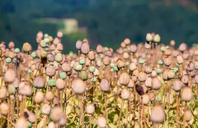 Opium seeds worth Rs 5 crore seized in Rajasthan