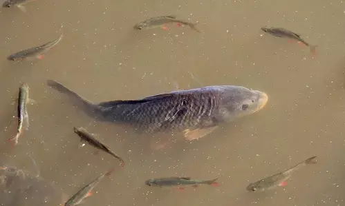Kerala: Death of a large number of fish triggers protest against effluents in Periyar River