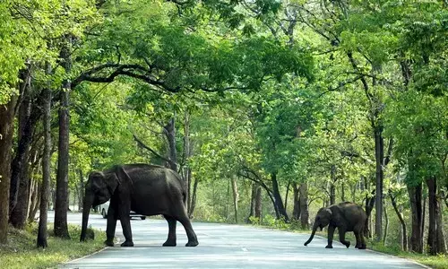 TN begins three-day synchronised elephant survey