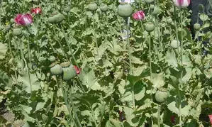 Over 17,500 acres of poppy farms destroyed in north Afghanistan: Officials