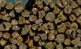 Myanmar seizes over 1,600 tons of illegal teak timber in April-May