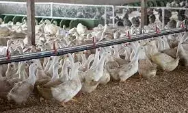 South Korea reports first highly pathogenic bird flu case in more than three months