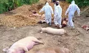 African Swine Fever kills 965 pigs in Mizoram