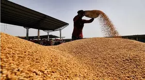 Centre’s wheat procurement in full swing, surpasses last year’s mark Centre’s wheat procurement in full swing, surpasses last year’s mark