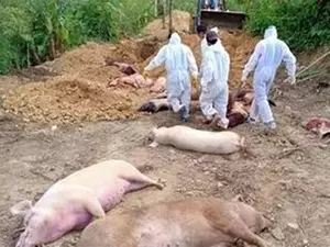 African Swine Fever kills 965 pigs in Mizoram