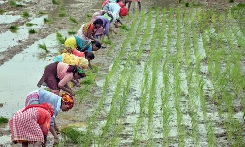 As temperatures sore, Rajasthan govt set to plant 6 lakh saplings