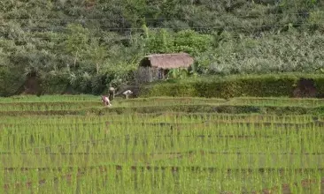 TN likely to announce special Kuruvai package after Lok Sabha poll results