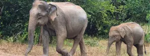 Bodies of seven elephants found in Sri Lankas national park