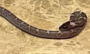 Woman bitten by snake on Kerala train