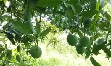 For high mango yield, CISH recommends tree rejuvenation