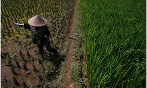 Indonesia braces for droughts, fires