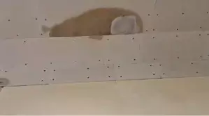 Shinde asks BMC to stop leakage in newly-opened Mumbai Coastal Road tunnel