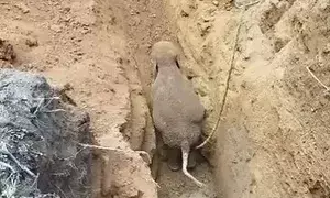 Elephant cub rescued from deep well in TNs Nilgiris, reunited with herd