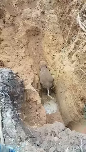 Elephant cub rescued from deep well in TNs Nilgiris, reunited with herd