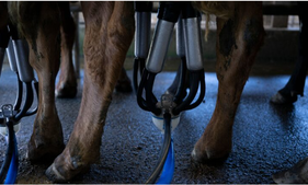 US confirms 3rd human bird flu case tied to dairy outbreak