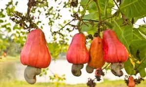 Goa struggling to give taste of real cashew nuts with GI tag to tourists