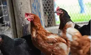 UK declares itself free from bird flu