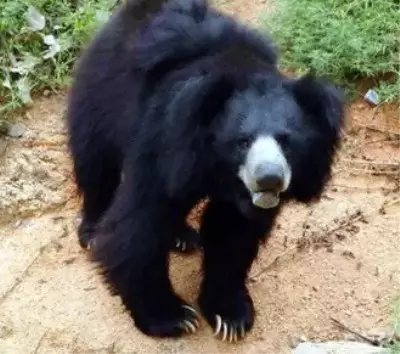 J&K: Wildlife Protection Dept official injured in bear attack