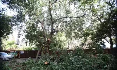 Islamic seminary issues fatwa against cutting trees, burning crops