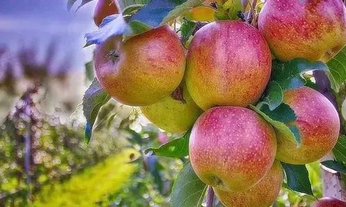 Himachal to ensure introduction of universal carton for apple marketing: Minister