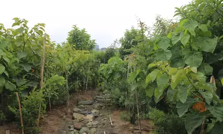 World’s largest Miyawaki forest in Hyderabad to be expanded