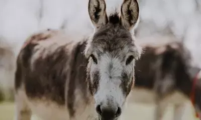 Pakistans Economic Survey reveals major increase in donkey population