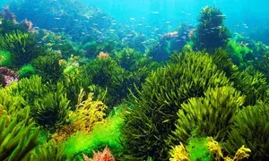 Scientists find common ocean algae to help cool Earth’s climate
