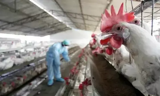 WHO Confirms Second Human Case of H9N2 Bird Flu in India After 5 Years